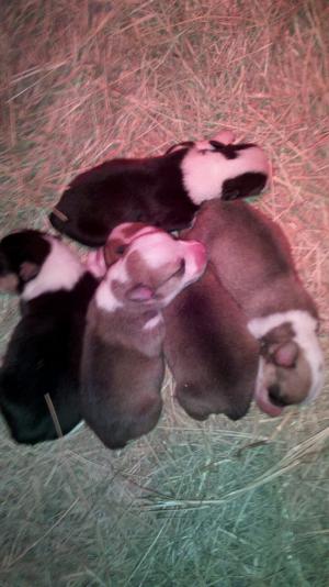 AKCPembrokeWelshCorgiPuppies